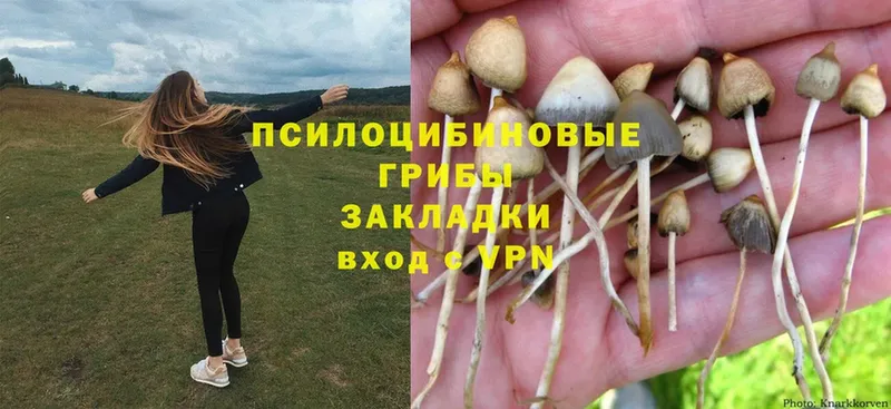 Псилоцибиновые грибы Magic Shrooms  Белёв 